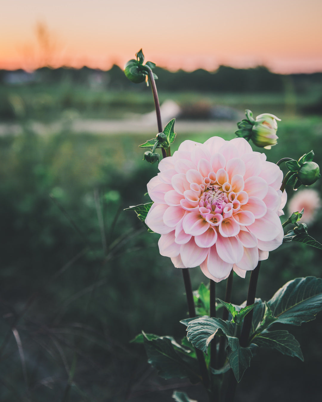 Dahlia Tuber Sale Sweet Nathalie