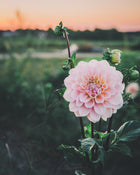 Dahlia Tuber Sale Sweet Nathalie