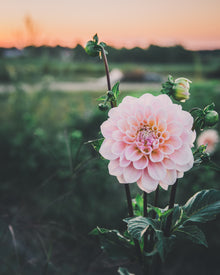 Dahlia Tuber Sale Sweet Nathalie