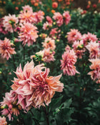 Dahlia Tuber Sale Labyrinth