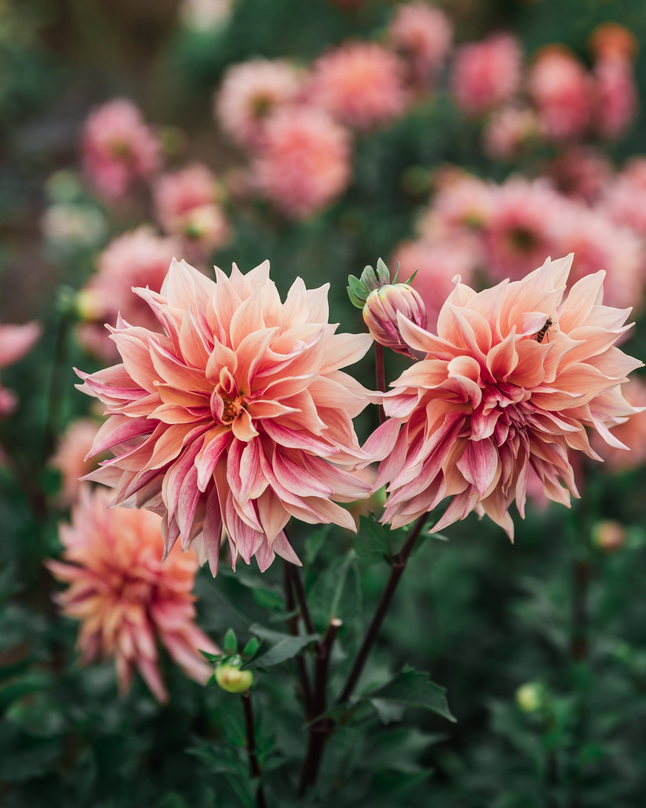 Dahlia Tuber Sale Labyrinth