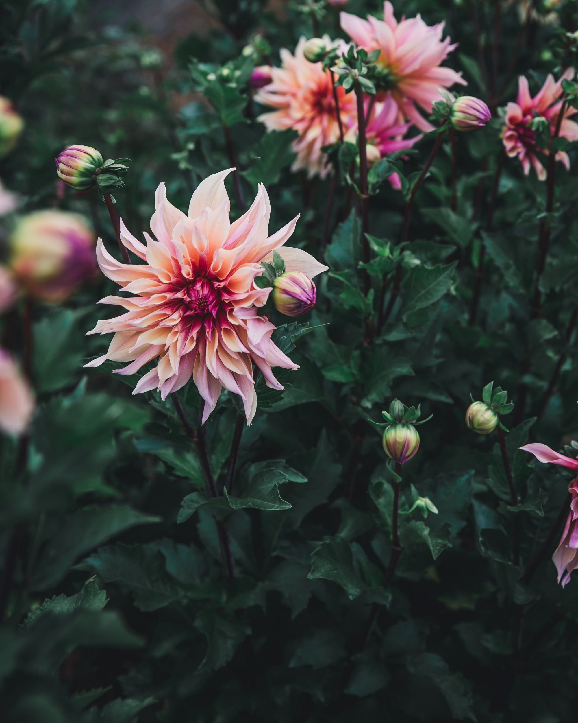 Dahlia Tuber Sale Labyrinth