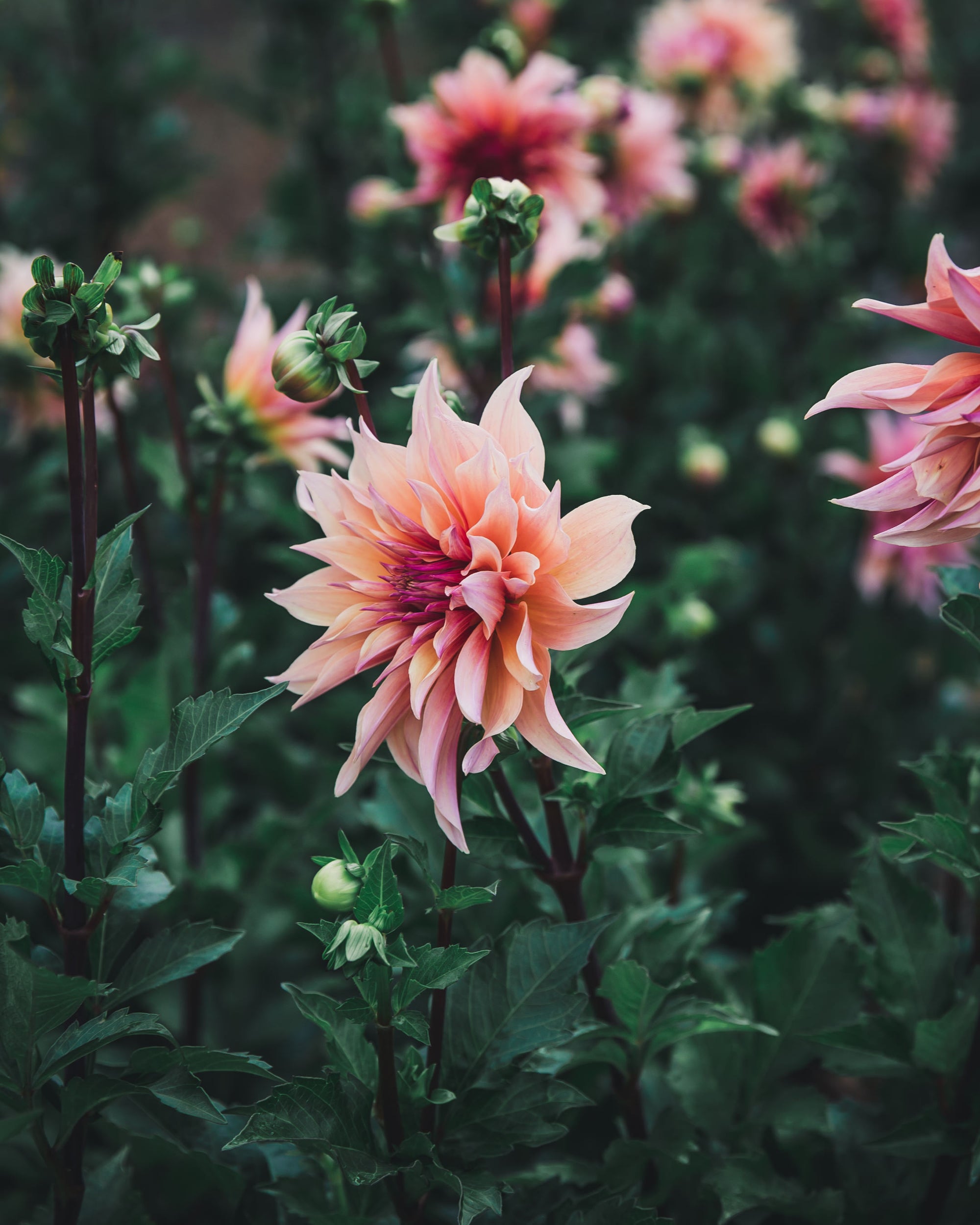 Dahlia Tuber Sale Labyrinth