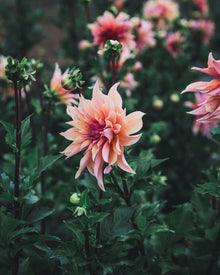 Dahlia Tuber Sale Labyrinth