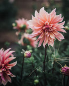 Dahlia Tuber Sale Labyrinth