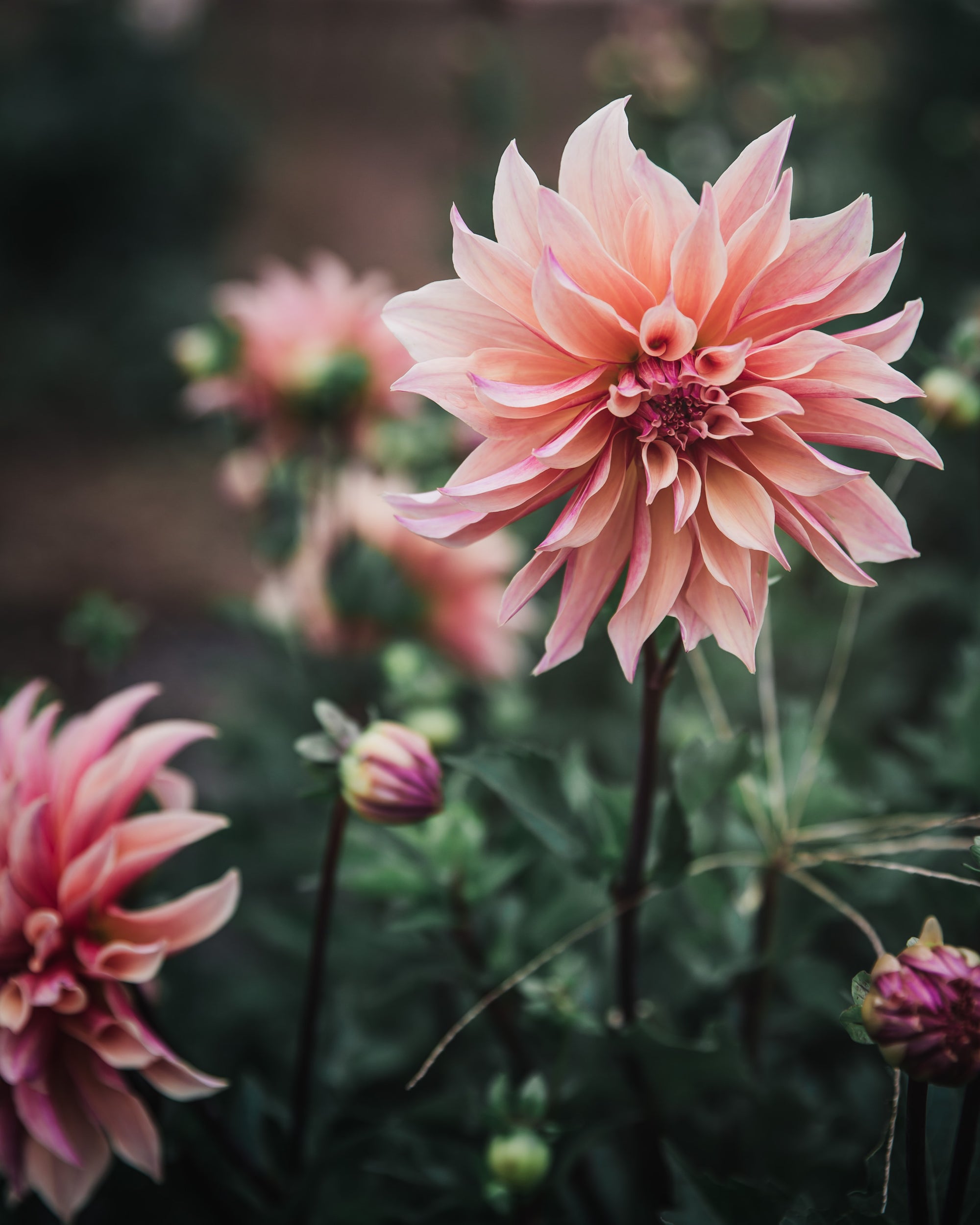 Dahlia Tuber Sale Labyrinth