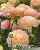 Ranunculus Italian Elegance Pastello®