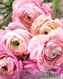 Ranunculus Italian Elegance Pastello®