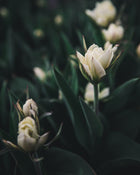 Tulip 'Exotic Emperor'