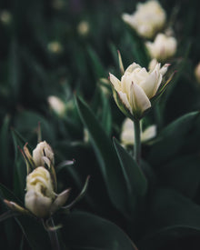 Tulip 'Exotic Emperor'