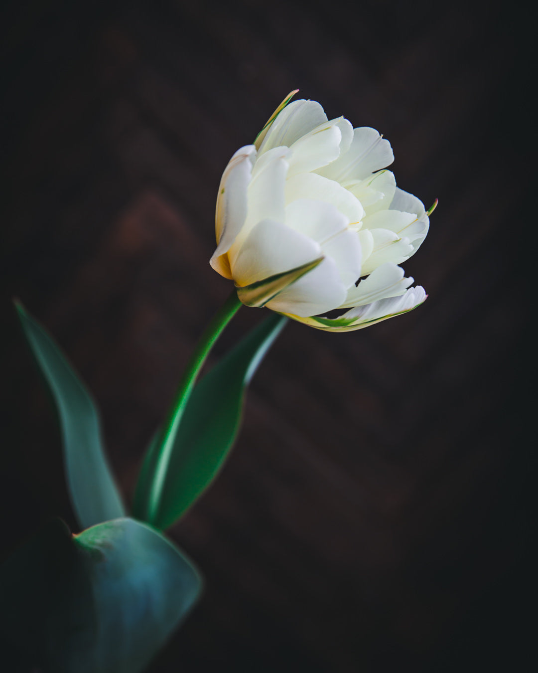 Tulip 'Exotic Emperor'