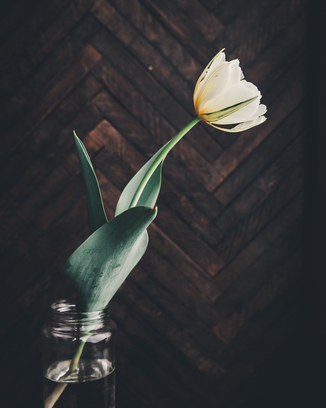 Tulip 'Exotic Emperor'