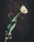 Tulip 'Exotic Emperor'