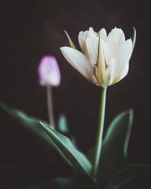 Tulip 'Exotic Emperor'