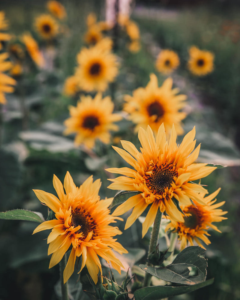 Sunflower Bunch (Local Delivery)