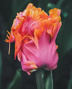 Tulip 'Amazing Parrot'
