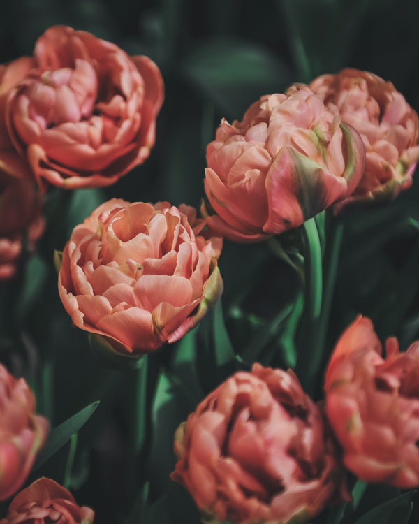 Tulip 'Copper Image'