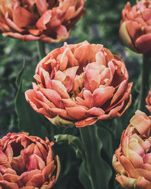Tulip 'Copper Image'