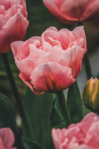 Tulip 'Dreamer'