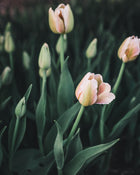 Tulip 'Apricot Pride'