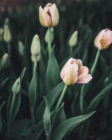 Tulip 'Apricot Pride'