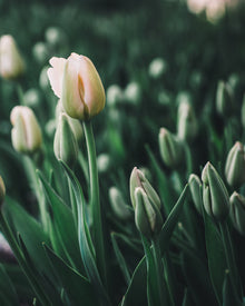 Tulip 'Apricot Pride'
