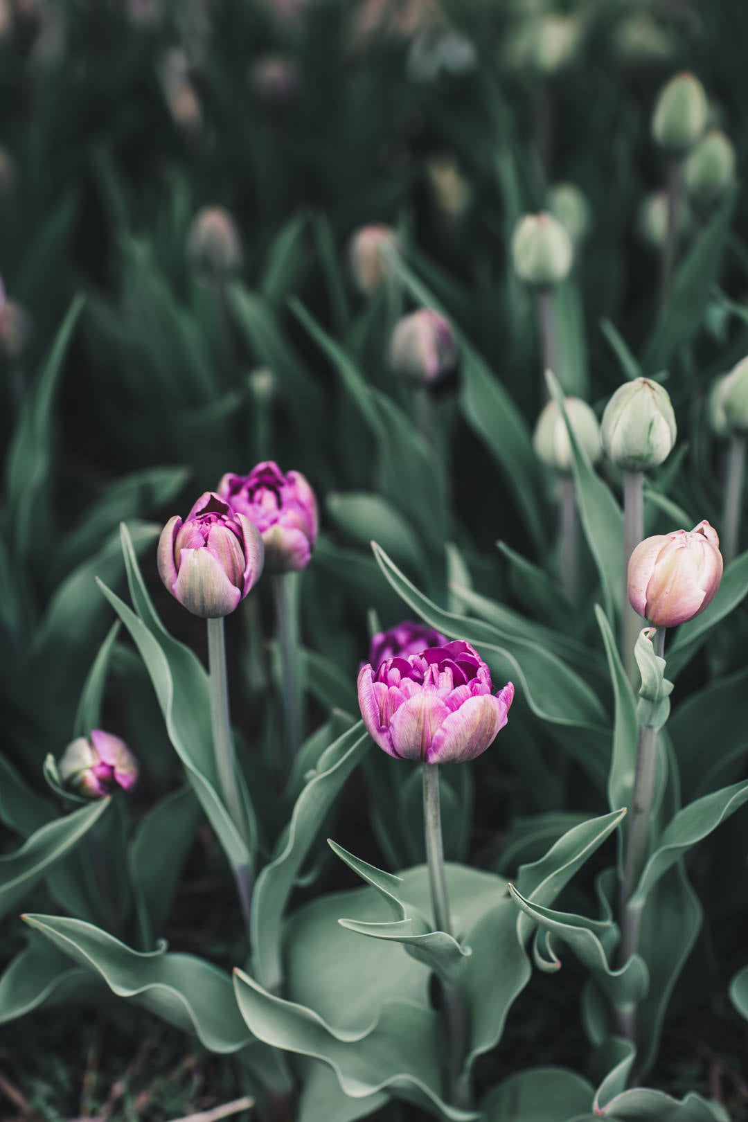 Tulip 'Blue Diamond'