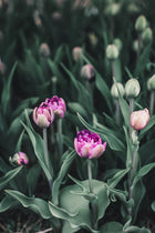 Tulip 'Blue Diamond'