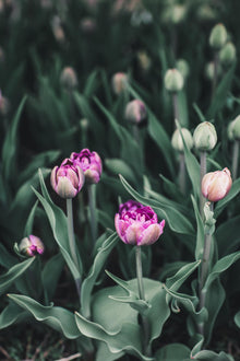 Tulip 'Blue Diamond'