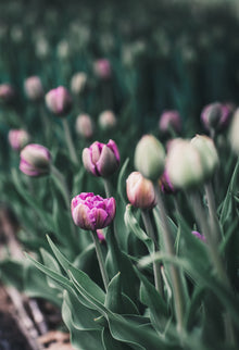 Tulip 'Blue Diamond'