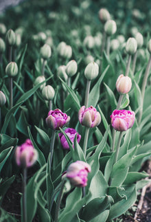 Tulip 'Blue Diamond'