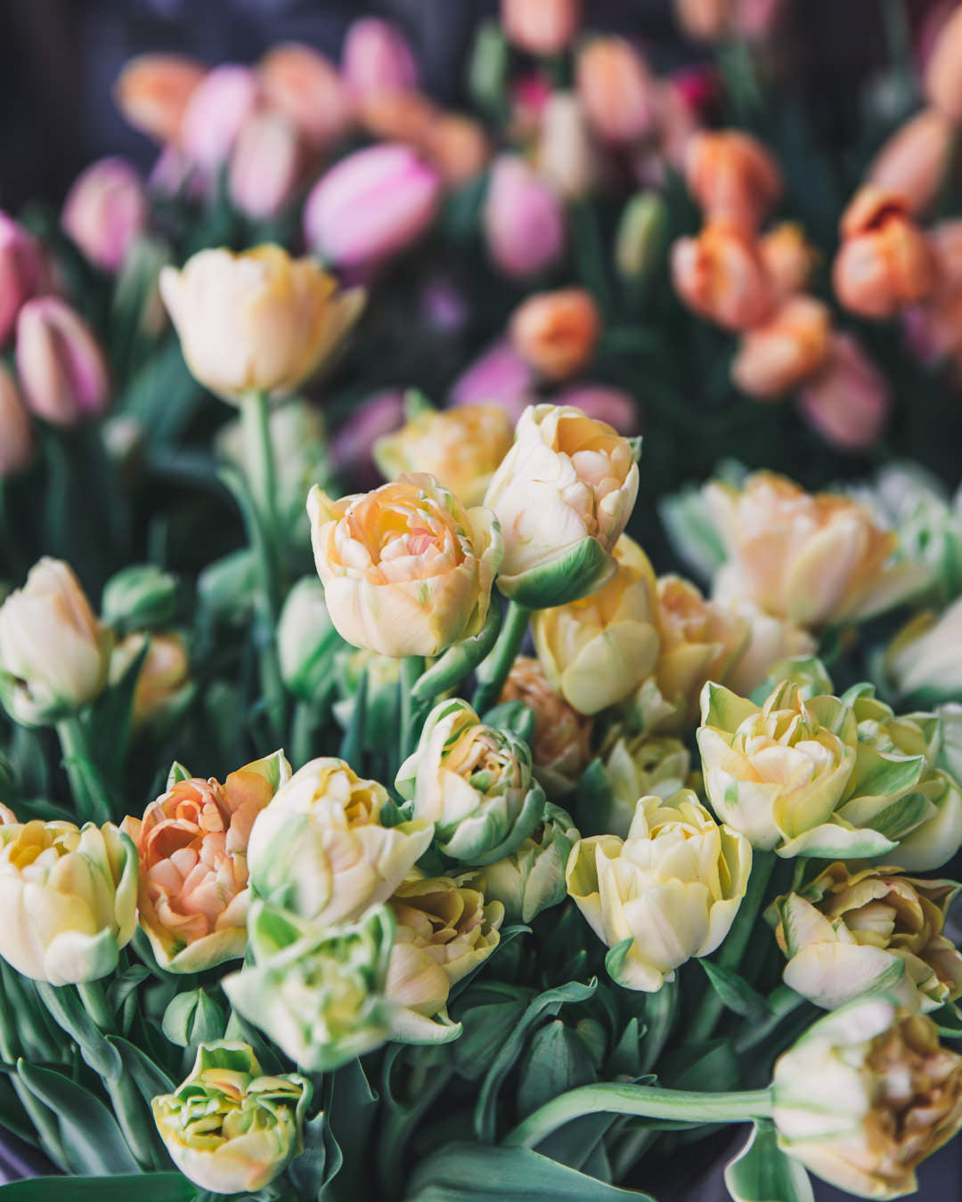 Tulip 'Charming Beauty'