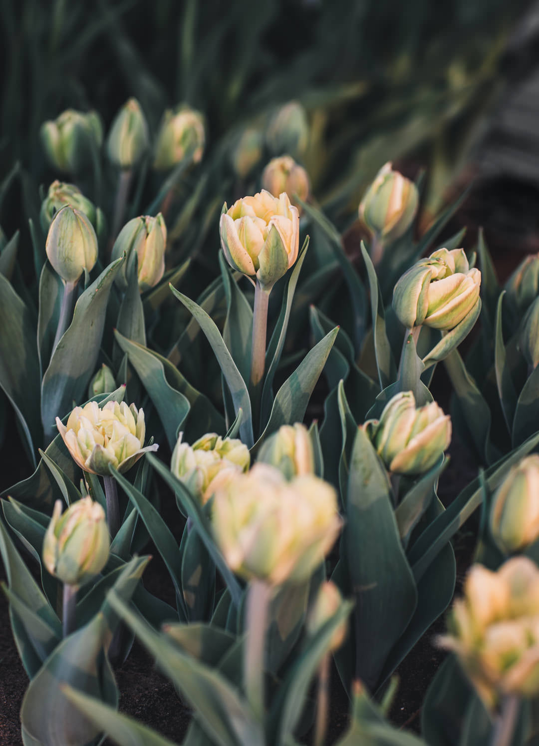 Tulip 'Charming Beauty'