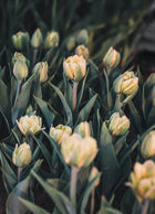 Tulip 'Charming Beauty'