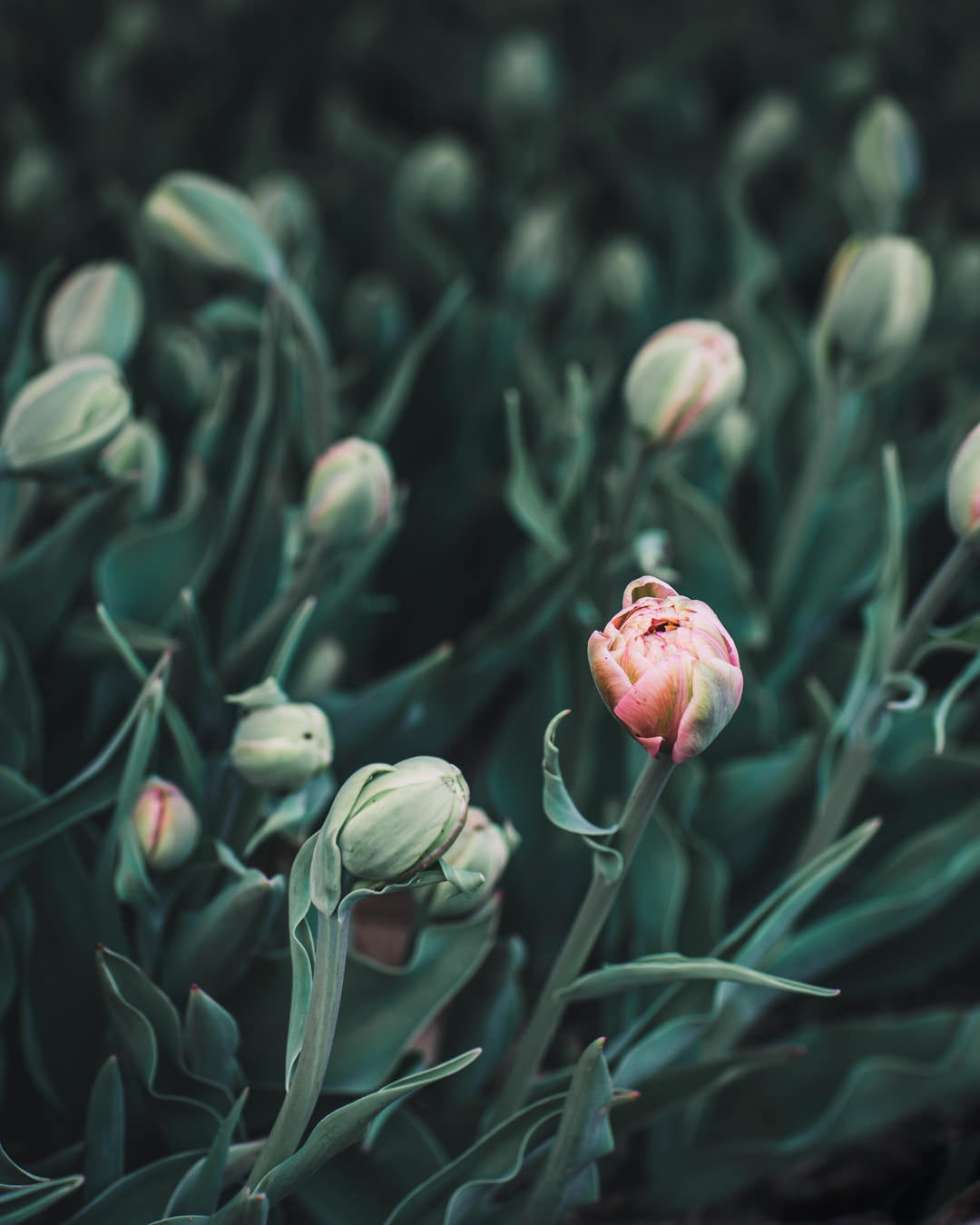 Tulip 'La Belle Epoque'