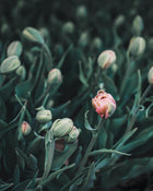 Tulip 'La Belle Epoque'