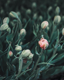 Tulip 'La Belle Epoque'