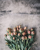 Tulip 'La Belle Epoque'