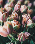 Tulip 'La Belle Epoque'