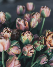 Tulip 'La Belle Epoque'