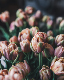 Tulip 'La Belle Epoque'