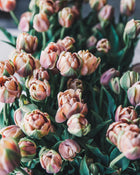 Tulip 'La Belle Epoque'