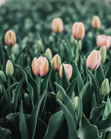 Tulip 'Salmon Impression'