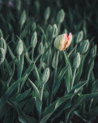 Tulip 'Apricot Parrot'