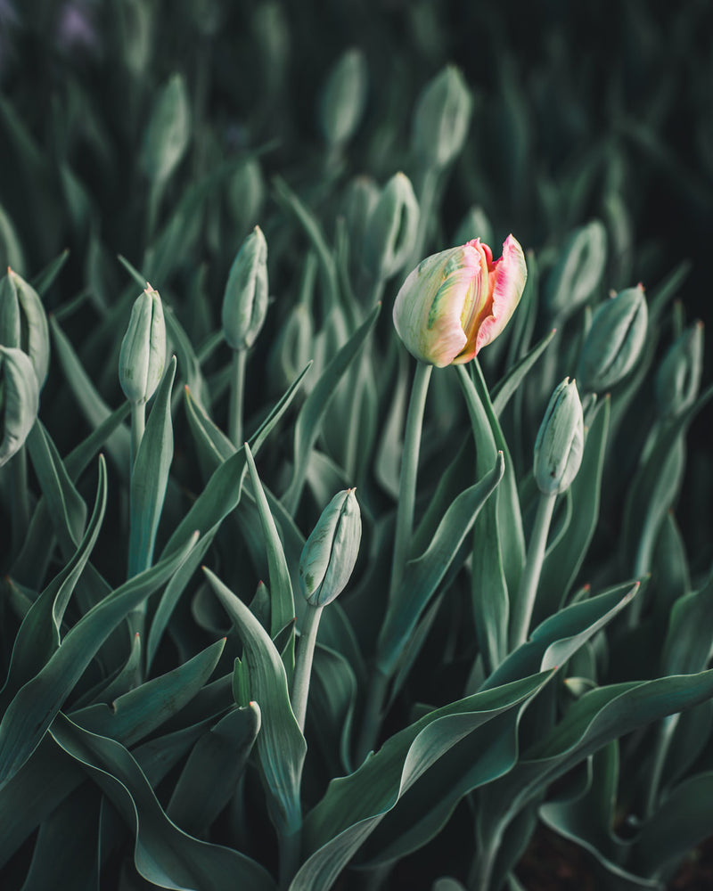 Tulip 'Apricot Parrot'